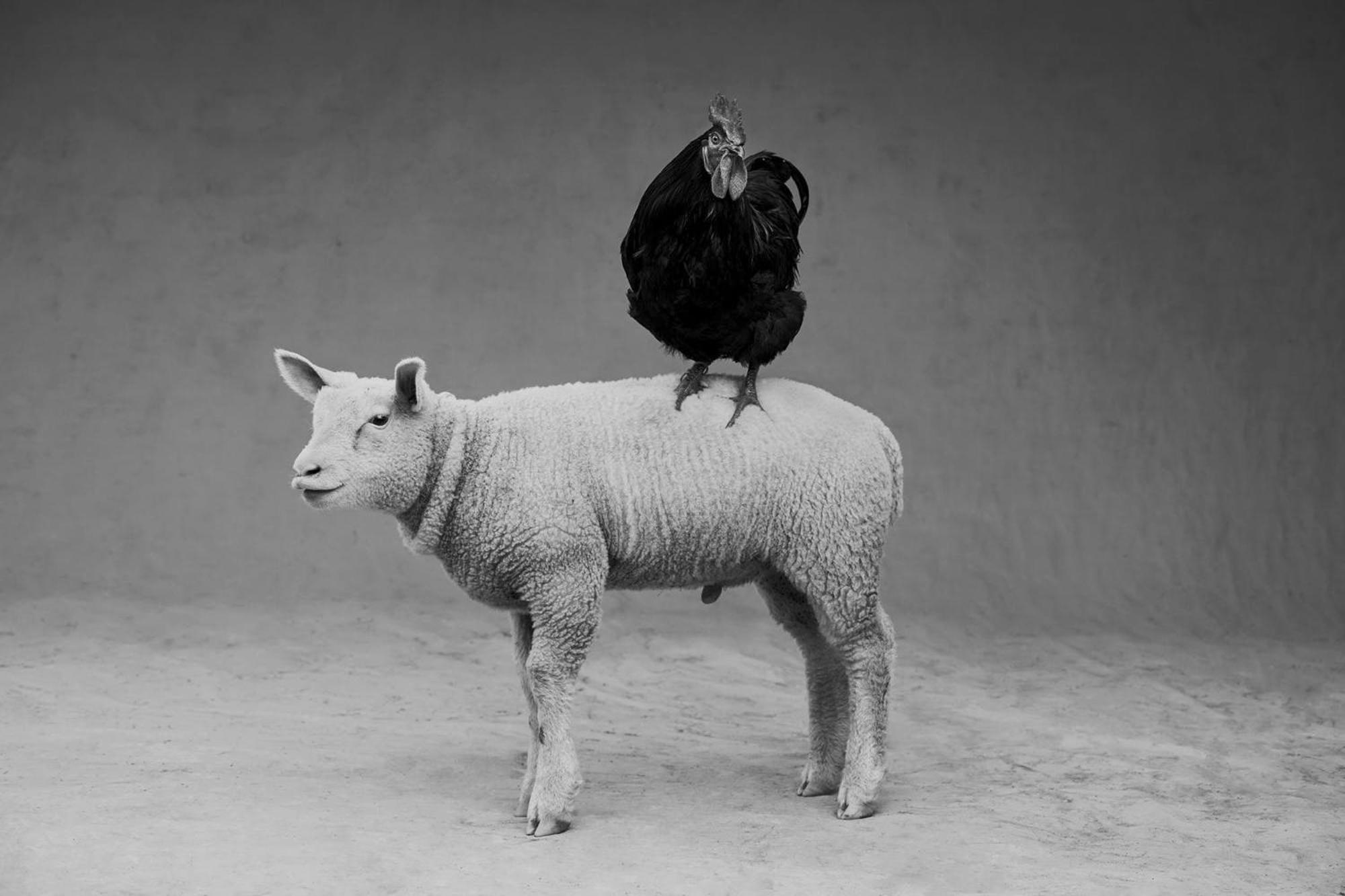 Ferme De Franqueville サント・マリー・デュ・モン エクステリア 写真