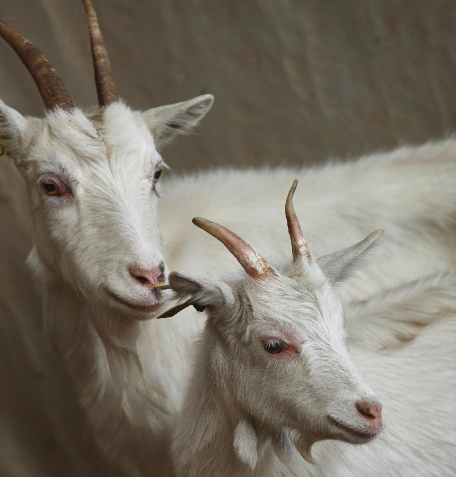 Ferme De Franqueville サント・マリー・デュ・モン エクステリア 写真