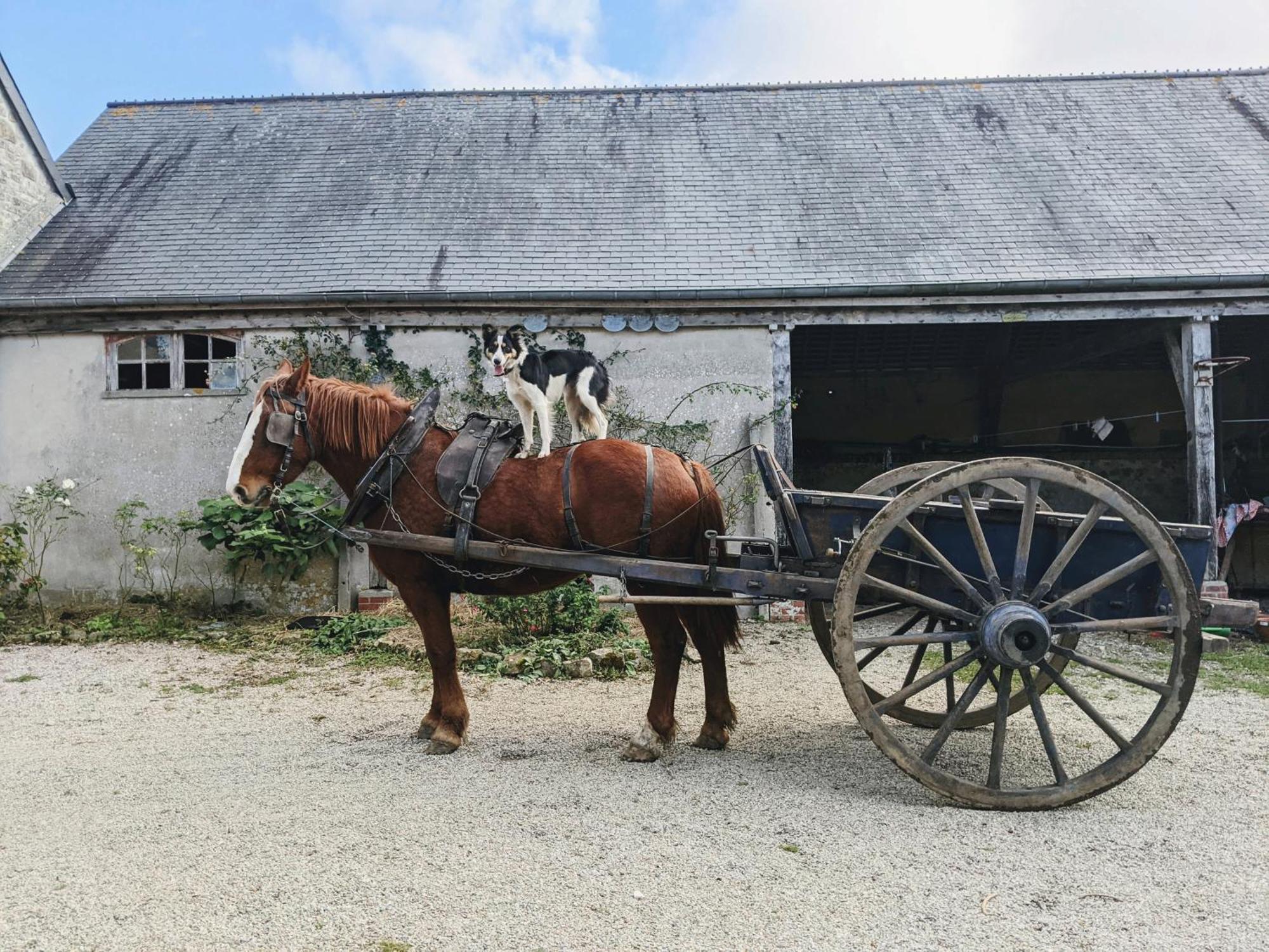 Ferme De Franqueville サント・マリー・デュ・モン エクステリア 写真