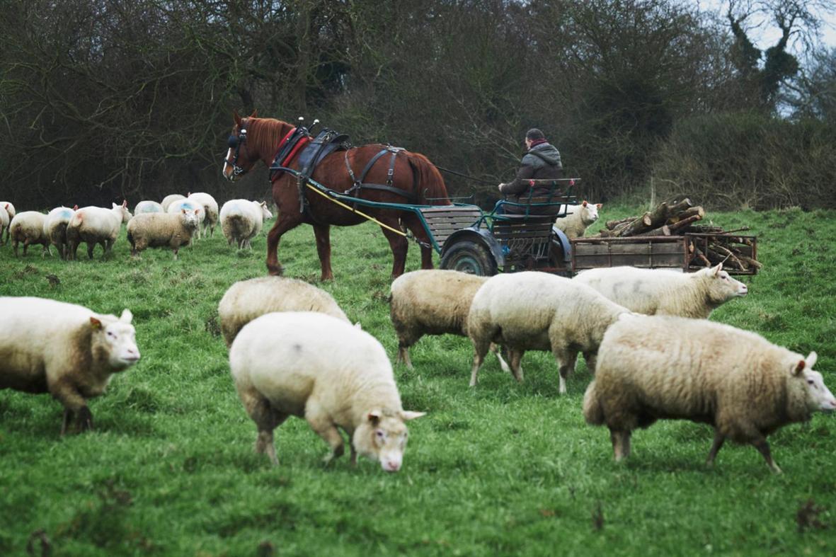 Ferme De Franqueville サント・マリー・デュ・モン エクステリア 写真