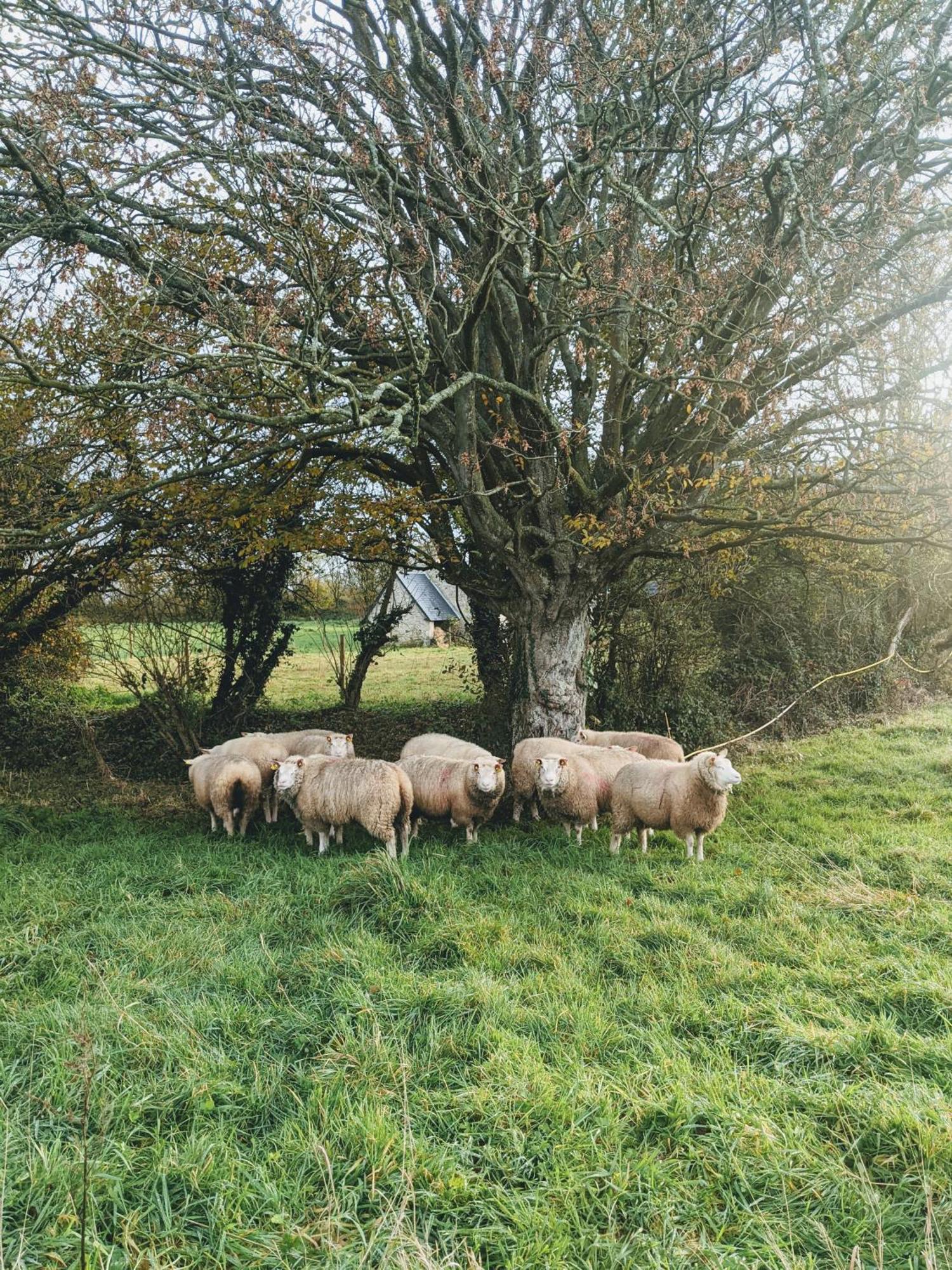 Ferme De Franqueville サント・マリー・デュ・モン エクステリア 写真