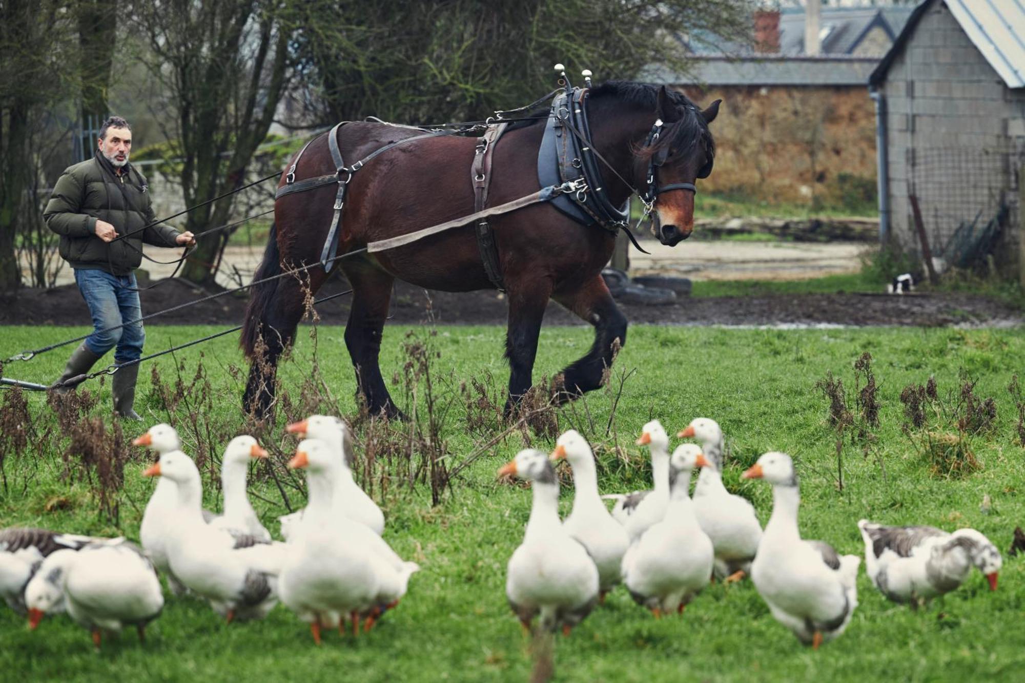 Ferme De Franqueville サント・マリー・デュ・モン エクステリア 写真